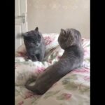 「絶対笑う」最高におもしろ 猫のハプニング, 失敗動画集・かわいい猫 #71