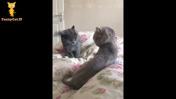 「絶対笑う」最高におもしろ 猫のハプニング, 失敗動画集・かわいい猫 #71