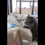 「絶対笑う」最高におもしろ 猫のハプニング, 失敗動画集・かわいい猫 #88