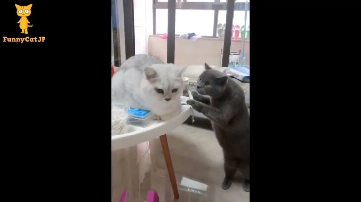 「絶対笑う」最高におもしろ 猫のハプニング, 失敗動画集・かわいい猫 #88