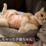 避妊手術当夜の子猫ちゃんはしんどそうで、異変も生じて焦りました！！【スコティッシュフォールド】After the sterilization, my kitty had a hard time.