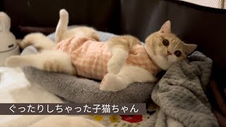 避妊手術当夜の子猫ちゃんはしんどそうで、異変も生じて焦りました！！【スコティッシュフォールド】After the sterilization, my kitty had a hard time.