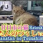 廿日市の猫Hatsukaichi cat