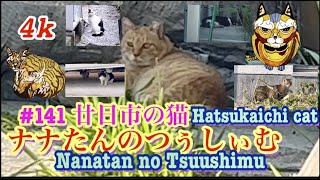 廿日市の猫Hatsukaichi cat