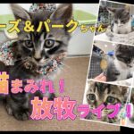 【ライブ】ちび〜ず＆パーク　子猫まみれ大放牧Live