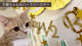 生後６カ月祝いで大はしゃぎの子猫ちゃん【スコティッシュフォールド】My kitty’s half birthday!!