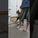 飼い主に甘えてだっこをねだるキジトラ猫がかわいい！#Shorts