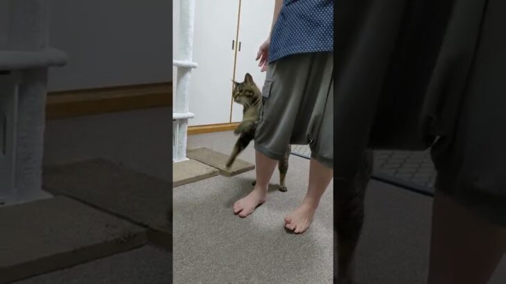 飼い主に甘えてだっこをねだるキジトラ猫がかわいい！#Shorts