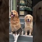 集合写真撮りますよ〜 😂 コイツ無理やり連れてきました〜 🐶 犬と猫 おもしろ 動物動画 #Shorts