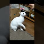 #Shortsボス猫(娘)VS子猫