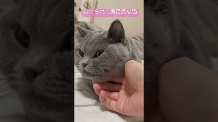 撫でられて満足気な猫 #cutecat #britishshorthair #cat #かわいい #ブリティッシュショートヘア #ねこ #猫 #癒し