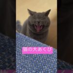 猫の大あくび#cutecat #かわいい #britishshorthair #cat #ブリティッシュショートヘア #猫 #ねこ #癒し#bsh #yawn