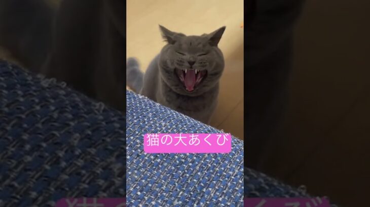 猫の大あくび#cutecat #かわいい #britishshorthair #cat #ブリティッシュショートヘア #猫 #ねこ #癒し#bsh #yawn