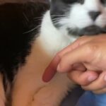 癒し動画猫　healing video cat