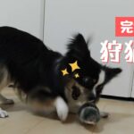 【遊び】もはや猫！？猫用おもちゃで遊ぶチワワ犬　またしてもハプニングが！（part２）