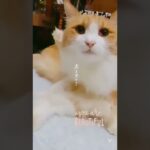 癒し猫動画をアプリで作ってみました。#short #動画編集 #猫のいる暮らし