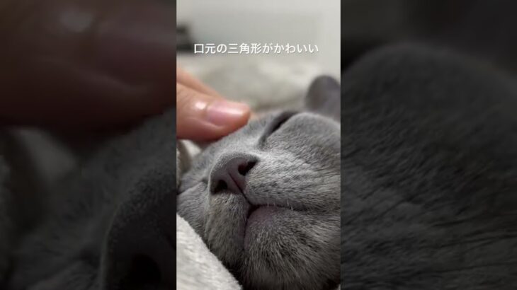 おくちの三角形がかわいい#shorts #子猫