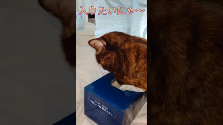 どうしてもティッシュに入りたい猫😹＃ブリティッシュショートヘア＃shorts＃サビブリ