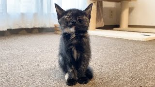 甘えん坊の子猫におこったハプニング