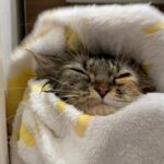 猫のバリカン&お風呂入れたらハプニングだらけで疲れました。#猫 ＃お風呂