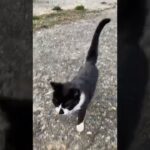 猫　体当たりしてくる猫　ハチワレ　子猫かな？