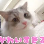 【癒し】テオくんの猫ちゃんかわいすぎる♡【スカイピース切り抜き】