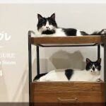 引き出しワゴンでのぐうたら猫のハプニング／ #猫 #保護猫 ＃チヌとグレ