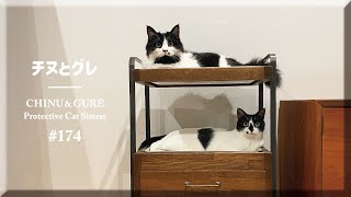 引き出しワゴンでのぐうたら猫のハプニング／ #猫 #保護猫 ＃チヌとグレ