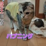 【猫の避妊手術後】★驚きハプニングあり！★　抜糸後に仲良しする亀と猫