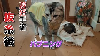 【猫の避妊手術後】★驚きハプニングあり！★　抜糸後に仲良しする亀と猫