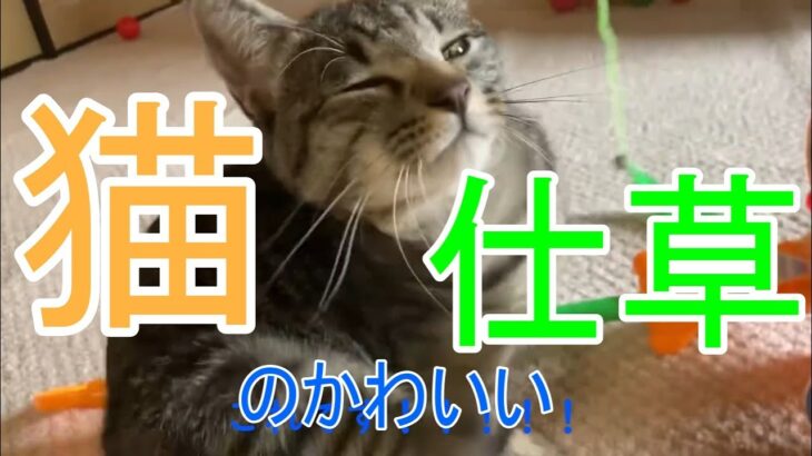 猫のかわいい仕草　個人的に好きな仕草