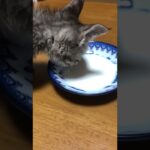 子猫にタンパク質いっぱいあげてね。