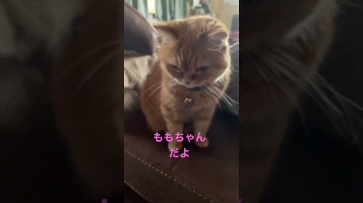 ももちゃんだよ#猫動画 #ねこ #猫 #かわいい猫 #ももちゃん