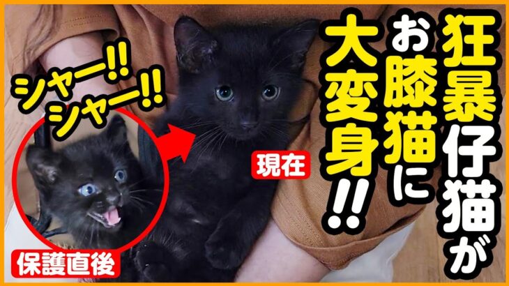 【子猫保護】シャーシャー！ガブッ！狂暴子猫が…あっという間にお膝猫になりました