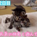 元気な子猫達はよく遊んでいます。