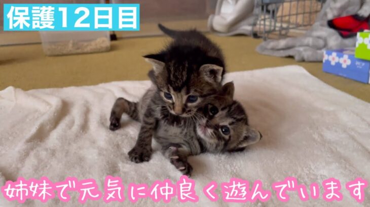 元気な子猫達はよく遊んでいます。