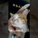 ねこ　れもんママ　癒しの時間