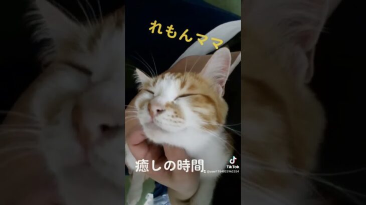 ねこ　れもんママ　癒しの時間