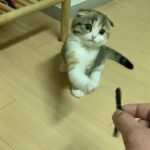 冷静な顔で主にゴムパッチンかます子猫