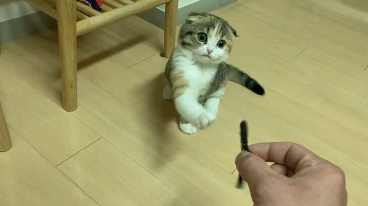 冷静な顔で主にゴムパッチンかます子猫