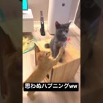 無邪気な子猫のハプニングww#shorts #cat #猫 #ねこ #保護猫