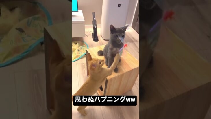 無邪気な子猫のハプニングww#shorts #cat #猫 #ねこ #保護猫