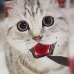 「絶対笑う」最高におもしろ 猫のハプニング, 失敗動画集・かわいい猫 #177