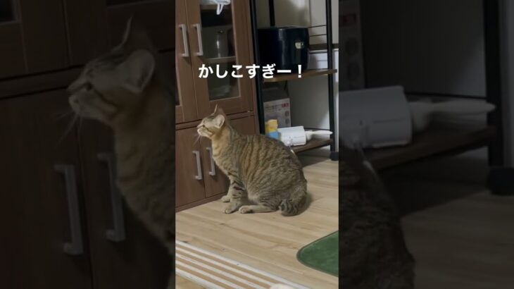 我が家の長男まゆげくん2才です！#保護猫　#ねこ  #子猫