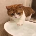 「絶対笑う」最高におもしろ 猫のハプニング, 失敗動画集・かわいい猫 #202