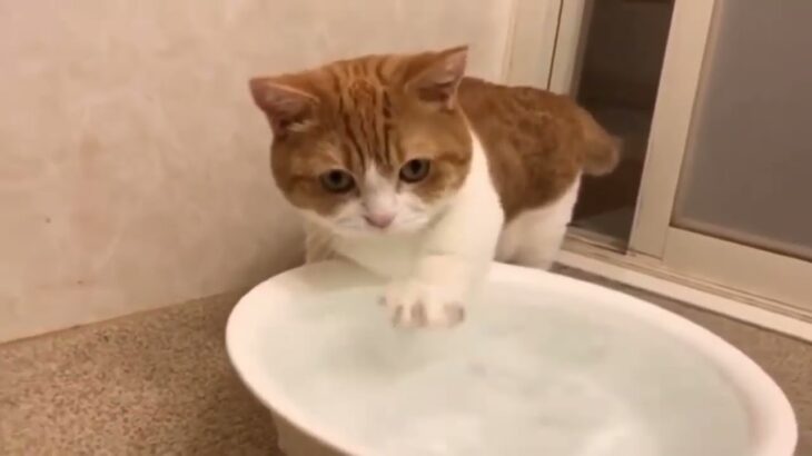 「絶対笑う」最高におもしろ 猫のハプニング, 失敗動画集・かわいい猫 #202