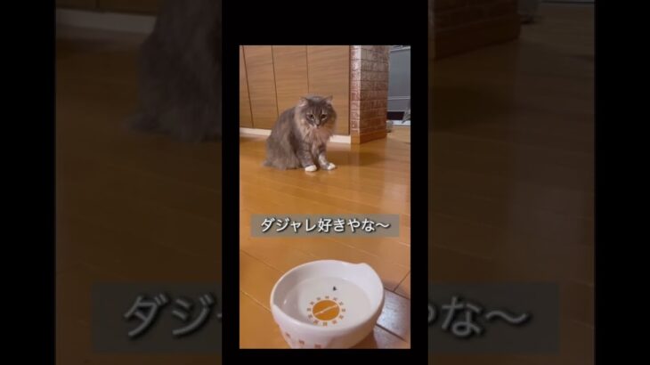 【おもしろ猫動画】家ねこはつらいよ2022 #shorts  #short  #猫  #ねこ #ノルウェージャンフォレストキャット  #ねこのいる暮らし