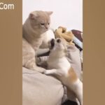 「絶対笑う」最高におもしろ 猫のハプニング, 失敗動画集・かわいい猫 #248