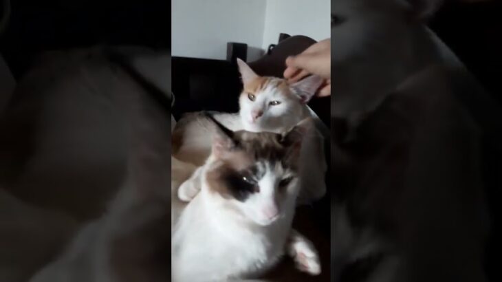 2匹のかわいい猫。(Two cute cats.)