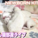 【生ライブ】赤ちゃん猫部屋癒しまったりライブ配信中😸3 Newborn Kittens Live Streaming!